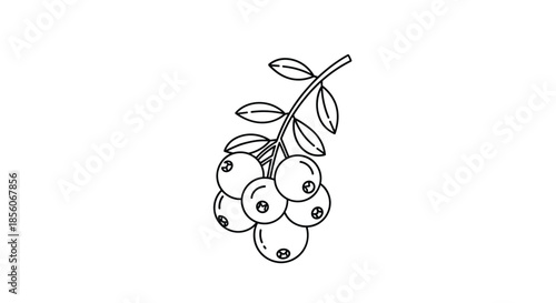 Simple black and white line drawing of a cluster of berries growing on a leafy branch isolated on a plain white background.