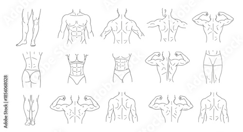 Set of technical anatomical line drawings showing various human muscle groups including back, chest, legs, and arms for fitness training.