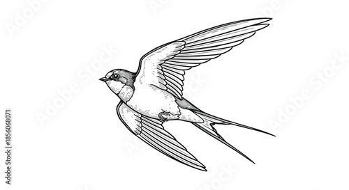 Highly detailed black and white etching style illustration of a swallow bird with wings spread in flight over a white background.