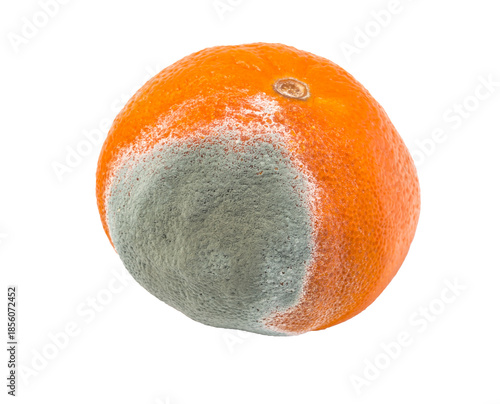 Canvas Print Moldy orange decomposing with green fungus on transparent background
