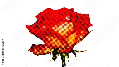 red rose isolated on white