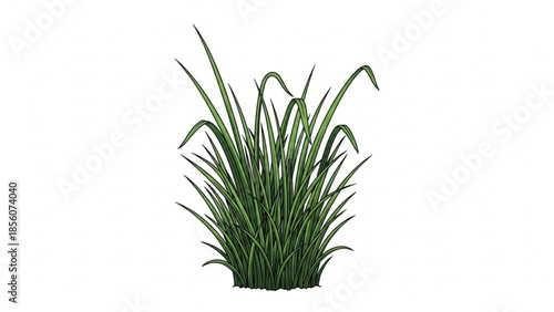Green grass clump illustration on white background, decorative foliage element, natural design component