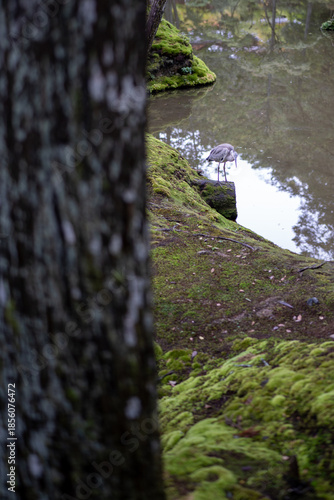 A heron stands on a moss-covered log by a tranquil pond, with a tree trunk in the foreground.