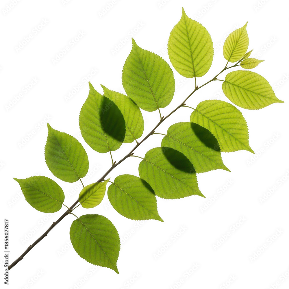Fototapeta premium Vibrant green leaves on a branch