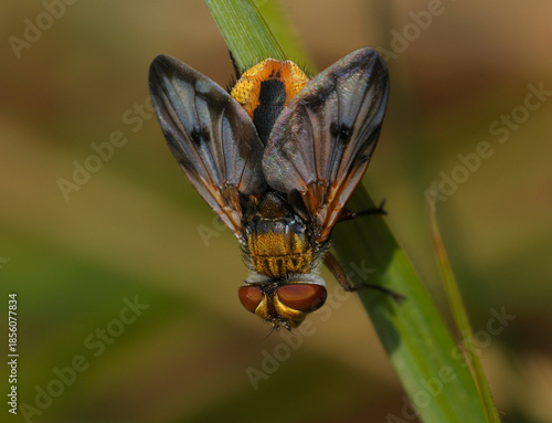 Twist winged Parasite Fly or Thick winged Tachinid Fly, Ectophasia crassipennis, sitting on a plant. October
