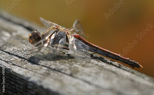 butterfly Vagrant Darter or Moustached Darter, Sympetrum vulgatum, sitting on a piece of wood. October