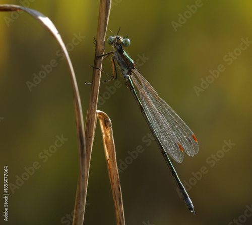 Willow Emerald Damselfly or Western Willow, Chalcolestes viridis, sitting on a dry plant. October, field