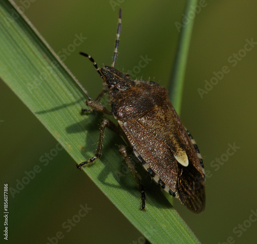 Hairy Shieldbug or Sloe Bug, Dolycoris baccarum, sitting on a grass. October, field