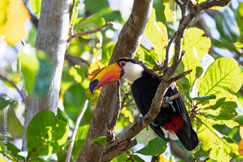 Toco toucan (Ramphastos toco), species of bird in the toucan family Ramphastidae. Largest species of toucan. Corumba, South Pantanal, Mato Grosso do Sul, Brazil. Brazilian wildlife and birdwatching.