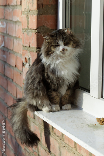 Portrait of cute domestic cat