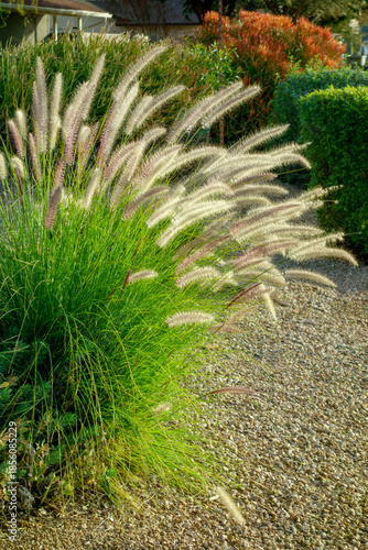Closeup of Fountain grass growing in Arizona xeriscaped residential suburban roadsides