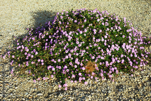 Blooming desert native Lantana Montevidensis or Trailing Lantana in city roadside xeriscaping, Phoenix, AZ