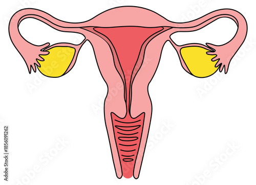 Female reproductive system with highlighted ovaries and uterus