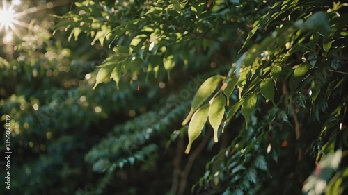 Sunlit Leaves - A Serene Nature Scene in Golden Light.