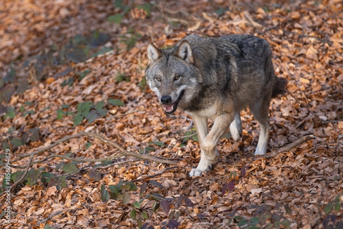 Wolf im Wald