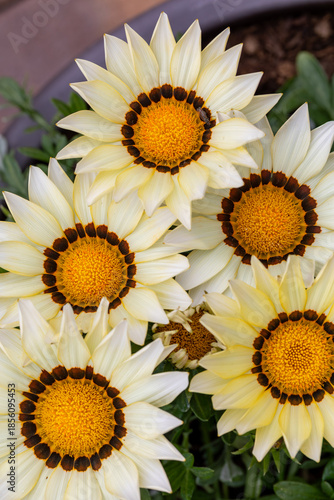High-angle closeup depicts white and yellow Treasure Flowers, or Gazania rigens, featuring a brown spot pattern surrounding the bright yellow center.