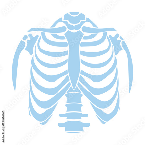 Human Rib Cage Illustration