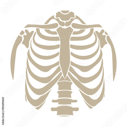 Human Rib Cage Illustration