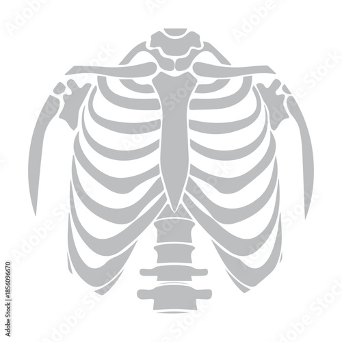 Rib Cage Illustration