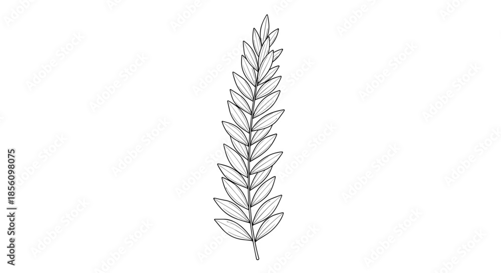 Naklejka premium Detailed black and white botanical line art drawing of a single fern-like leaf with many small leaflets on a white background.