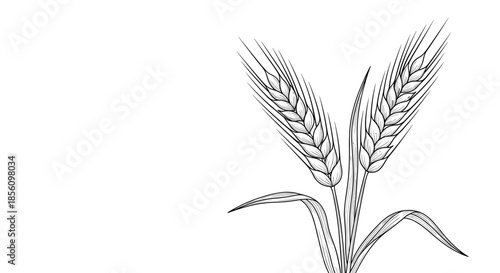 Realistic line art illustration of three stalks of wheat with leaves and detailed textures on a clean white background for design.