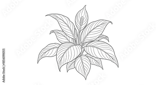 Detailed black and white botanical line art illustration of a peace lily plant with its unique flower and many lush green leaves.
