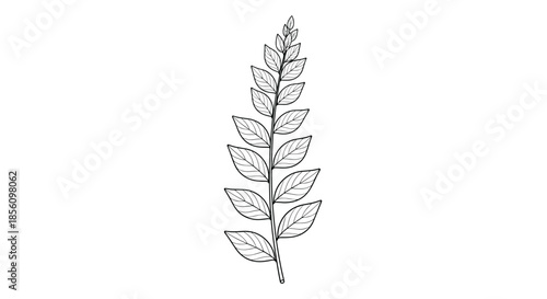 Elegant black and white botanical line art sketch shows a long stem with multiple small leaves on a clean white background.