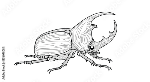 Detailed black and white line art illustration of a rhinoceros beetle with large horns on a plain white background for study.