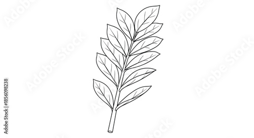 Simple botanical line drawing of a branch featuring several pairs of leaves arranged along a central stem.