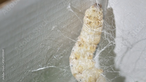Tableau sur toile Macro Close-Up of Silkworm Weaving a Silk Cocoon Inside a Box