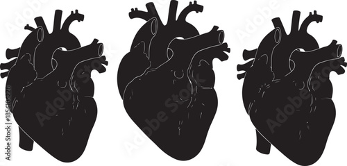 Three black silhouette anatomical human heart isolated on a white background showcasing detailed vascular structures and chambers in a medical or scientific context also transparent background
