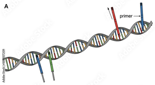 Scientific diagram illustrating primer annealing to a DNA double helix strand for molecular analysis.