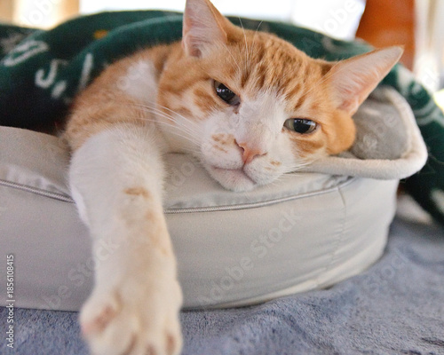 猫ベッドでブランケットをかけてくつろぐ猫