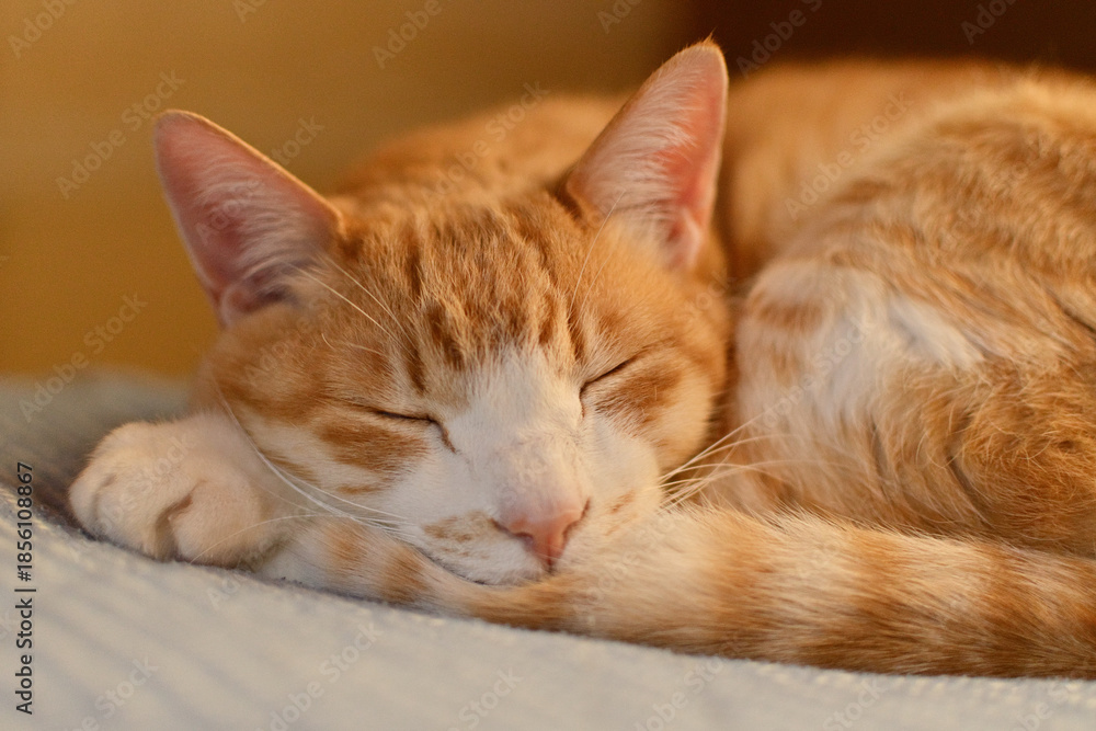 Fototapeta premium 丸まって寝る猫の顔