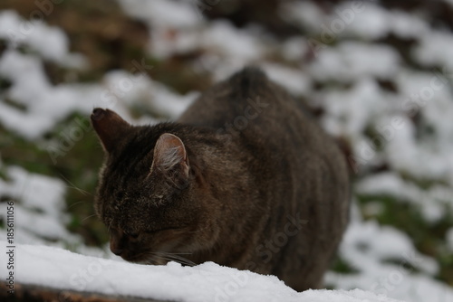 Photography tabby and white cat outdoors with green plants garden in street cars