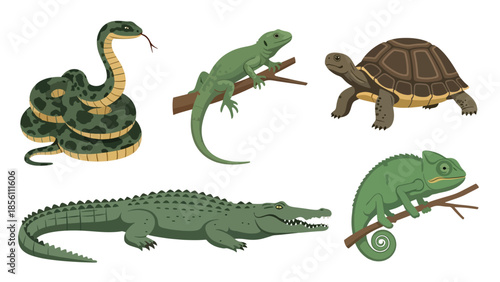 Modern vector illustration collection of reptiles snake, lizard, turtle, crocodile, chameleon, in different poses on white background, flat reptile set with solid colors, ideal for education