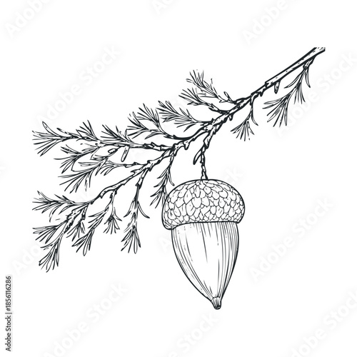 Detailed line drawing of a ripe acorn hanging gracefully from a sturdy oak tree branch with textured leaves, ideal for autumn themed educational resources, rustic decorative elements, or
