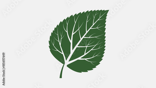 Green Leaf with Visible Veins Illustration.