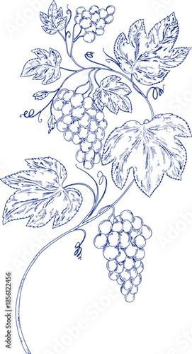 Elegant blue line illustration of grapevine branches, leaves and ripe clusters in classic toile de jouy style. Perfect for wine label, packaging, wallpaper, textile, branding, vintage vineyard design.