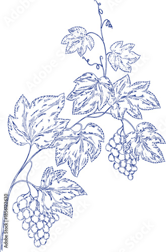 Elegant blue line illustration of grapevine branches, leaves and ripe clusters in classic toile de jouy style. Perfect for wine label, packaging, wallpaper, textile, branding, vintage vineyard design.