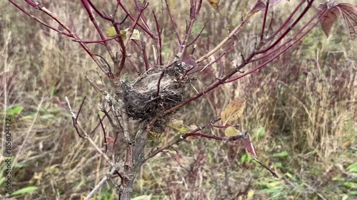 The bird's nest is shaken by the wind.