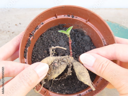 Tablou pe pânză Closeup of woman hands holding a dahlia tuber with a sprout over a brown container with soil