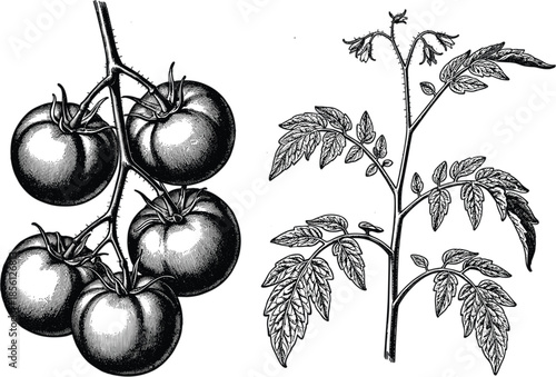 Detailed vintage black and white engraving of fresh tomatoes on a vine and a biological tomato plant branch illustration
