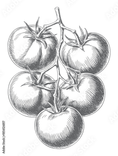 Vintage botanical tomato cluster illustrated in classic engraved linework.