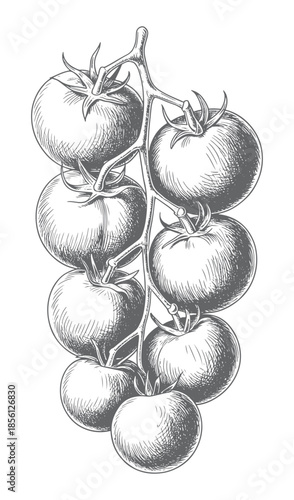 Vintage botanical tomato cluster illustrated in classic engraved linework.
