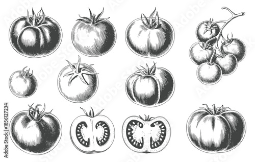 Hand drawn tomato varieties in retro botanical engraving composition.