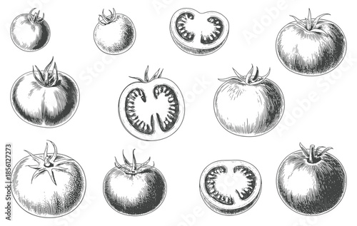 Hand drawn tomato varieties in retro botanical engraving composition.