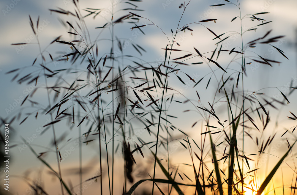 Obraz premium Silhouetted Grass Against a Colorful Sunset Sky in a Tranquil Landscape