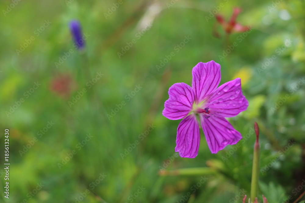 Fototapeta premium Gros plan d’une fleur sauvage capturant la beauté de la nature
