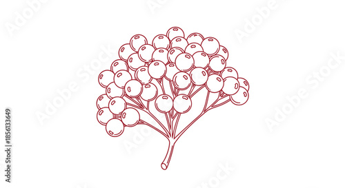 Detailed bunch of red berries on a thin stem is drawn with fine lines, capturing the delicate and natural beauty of wild fruits in autumn.